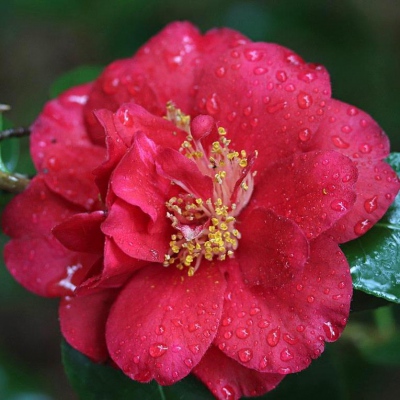 Red Dandy